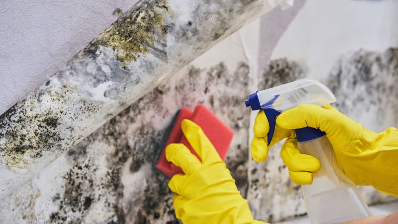 Attic Mold Remediation in Frisco, TX