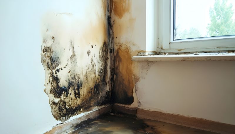 Ceiling Mold Removal in Broward County, FL