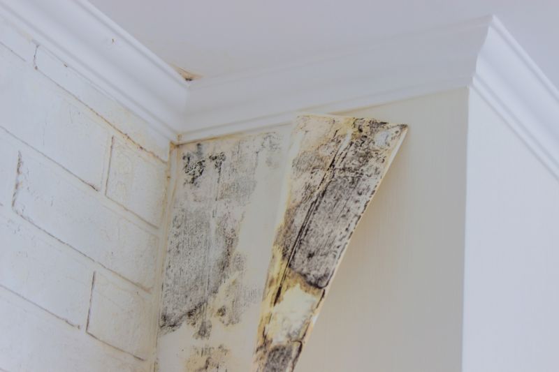 Mold Abatement Service in Boca Raton, FL