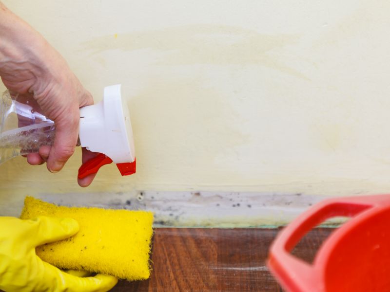Mold Removal in West Palm Beach, FL