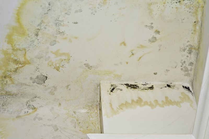 White Mold Mitigation in Frisco, TX